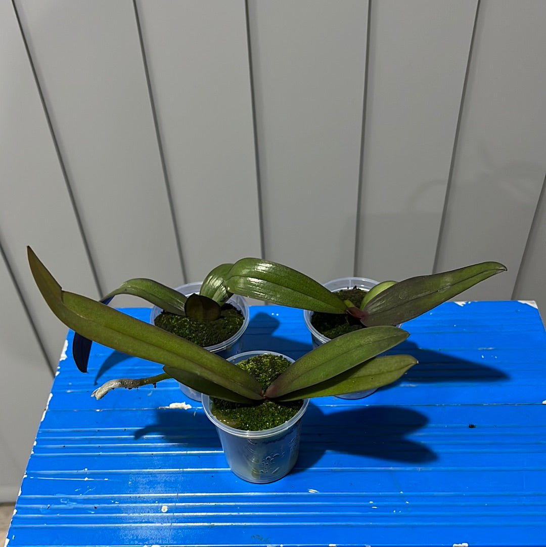 Phalaenopsis Venetian Carnival (Healthy Mericlone) Secondary image