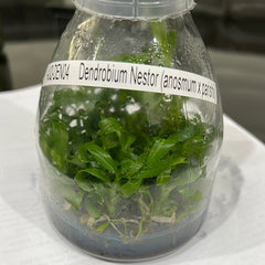 Flask OF Dendrobium Nestor (anosmum x parishii)