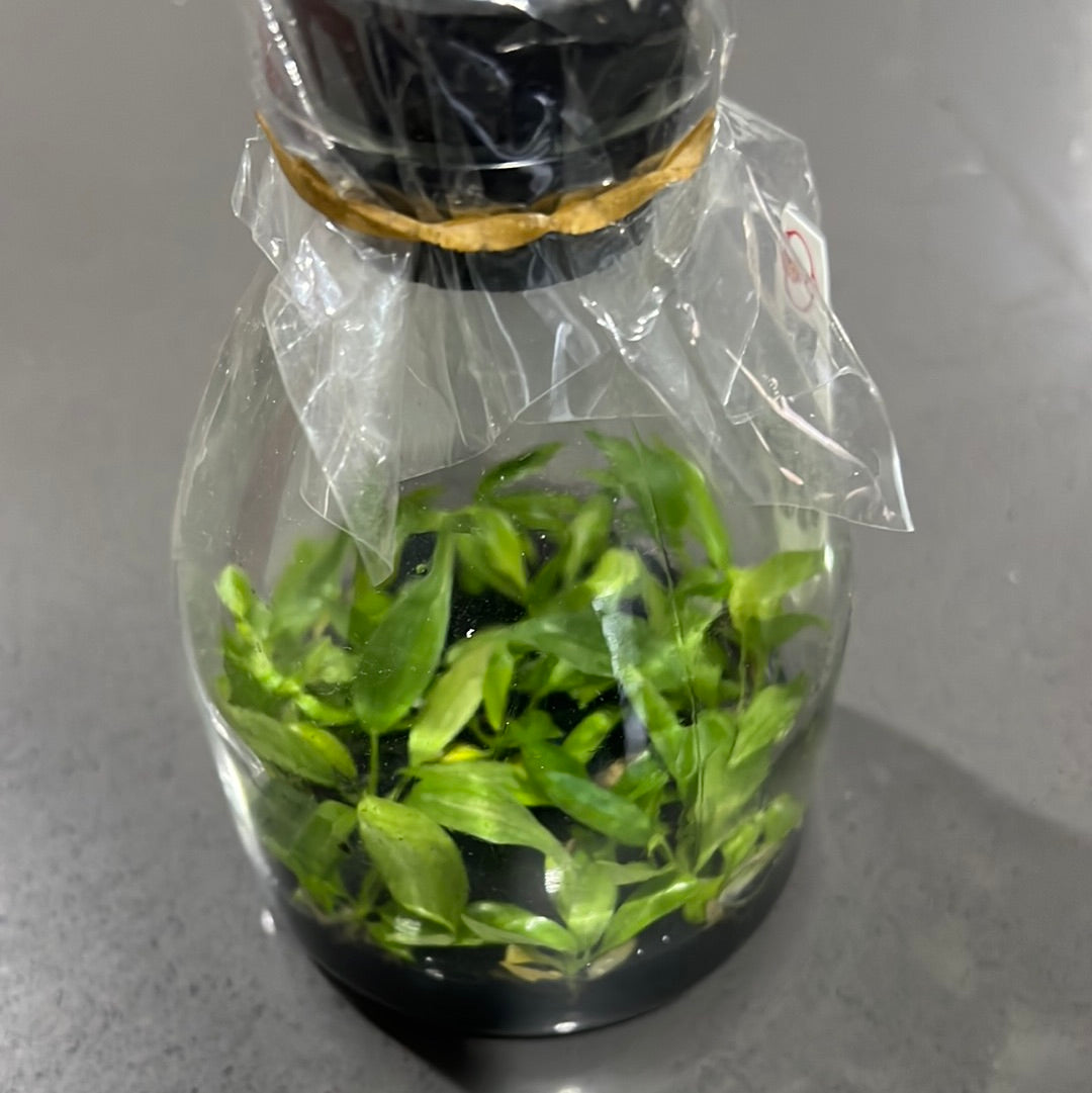 Philodendron ‘Branditanum’ FLASK TISSUE CULTURE 15+ PLANTS