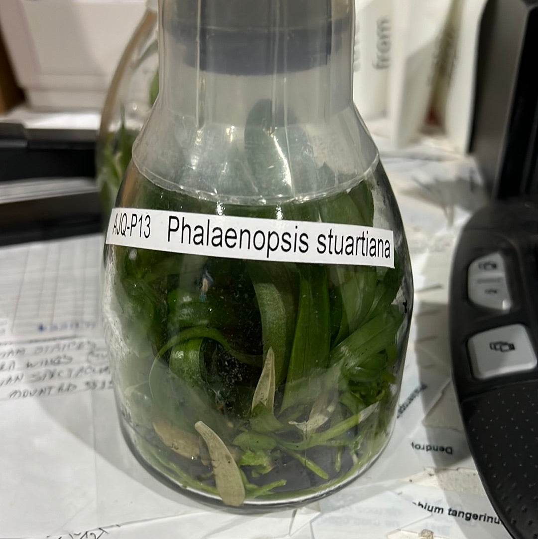 Phalaenopsis stuartiana (FLASK/TISSUE CULTURE 15+ PLANTS) Secondary image