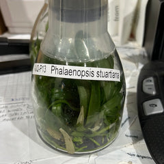 Phalaenopsis stuartiana (FLASK/TISSUE CULTURE 15+ PLANTS)