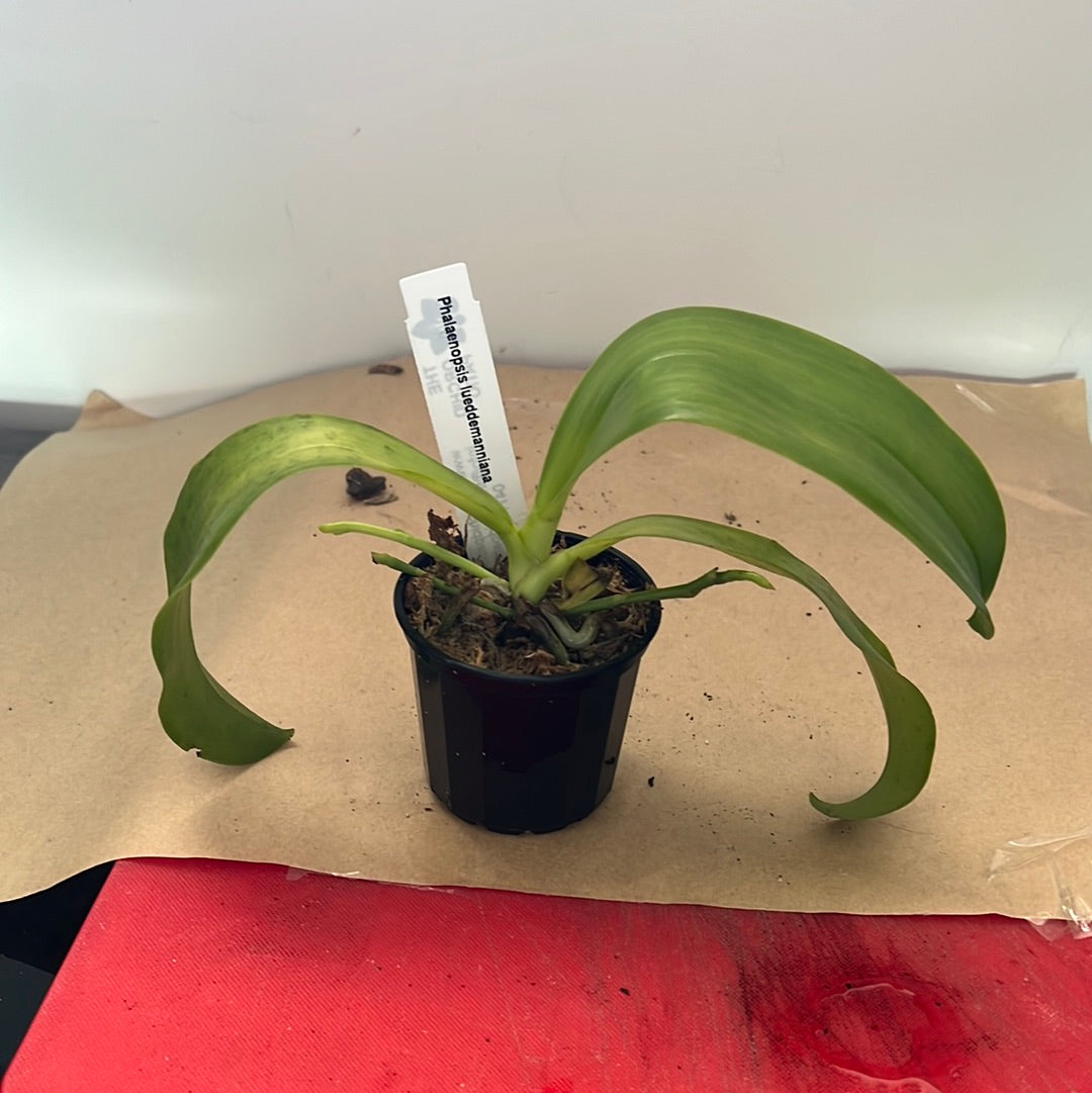 IN SPIKE NOW! Phalaenopsis lueddemanniana (Species)