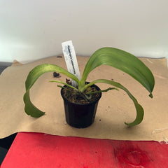 IN SPIKE NOW! Phalaenopsis lueddemanniana (Species)