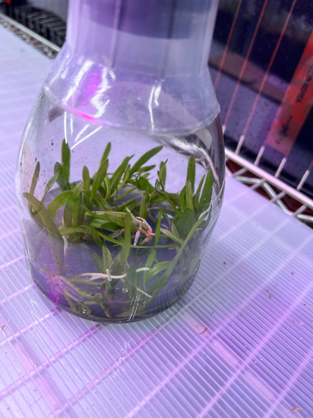 TOP Flask - Laelia rubescens aurea x sib