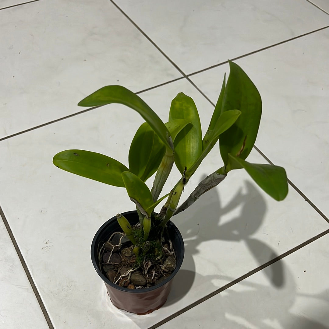 Cattlianthe Varut Startrack (Fragrant Flowering Size) Secondary image