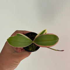 IN-SPIKE NOW! - Phalaenopsis Chia E Lin Variegated