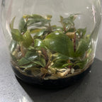 Philodendron ‘Pink Princess’ FLASK TISSUE CULTURE 15+ PLANTS