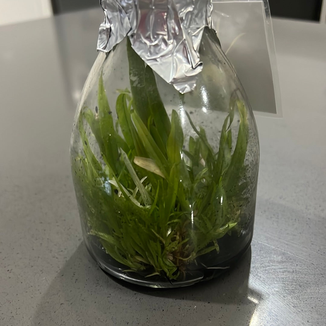 Psychopsis Mariposa f. alba (RARE FLASK) Secondary image