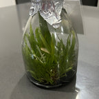 Psychopsis Mariposa f. alba (RARE FLASK)