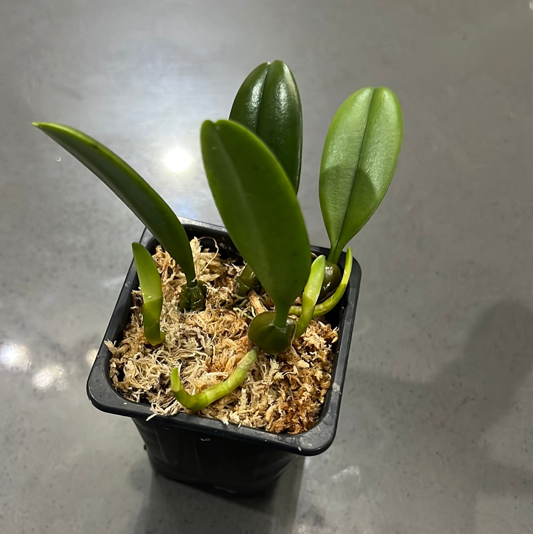 Bulbophyllum sikkimensis Secondary image