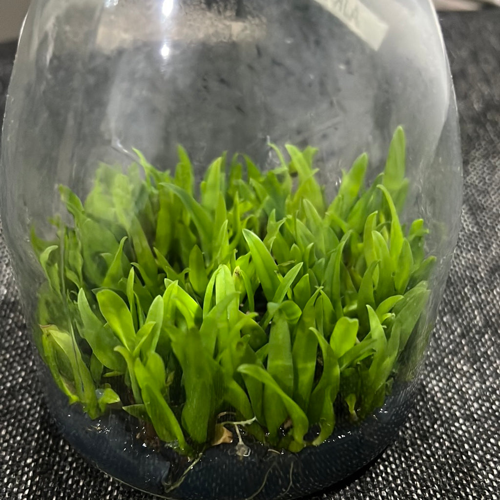 Bulbophyllum pectenveneris (flaviforum) x self FLASK RARE SPECIES