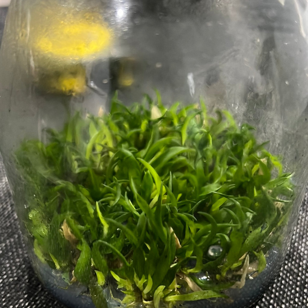 Bulbophyllum hirundinis SPECIES FLASK