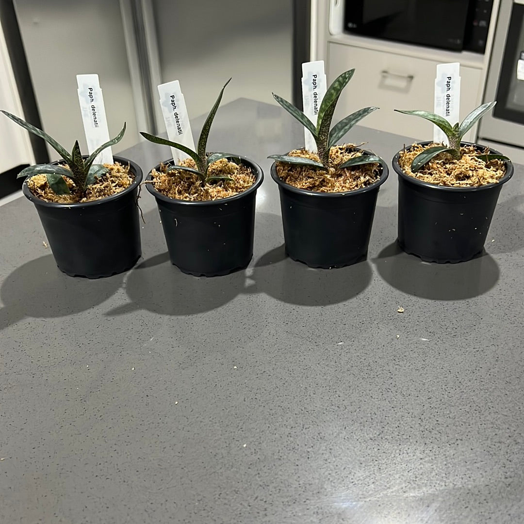 Paphiopedilum delenatii (RARE Mottled Species) Secondary image