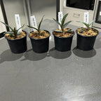 Paphiopedilum delenatii (RARE Mottled Species)