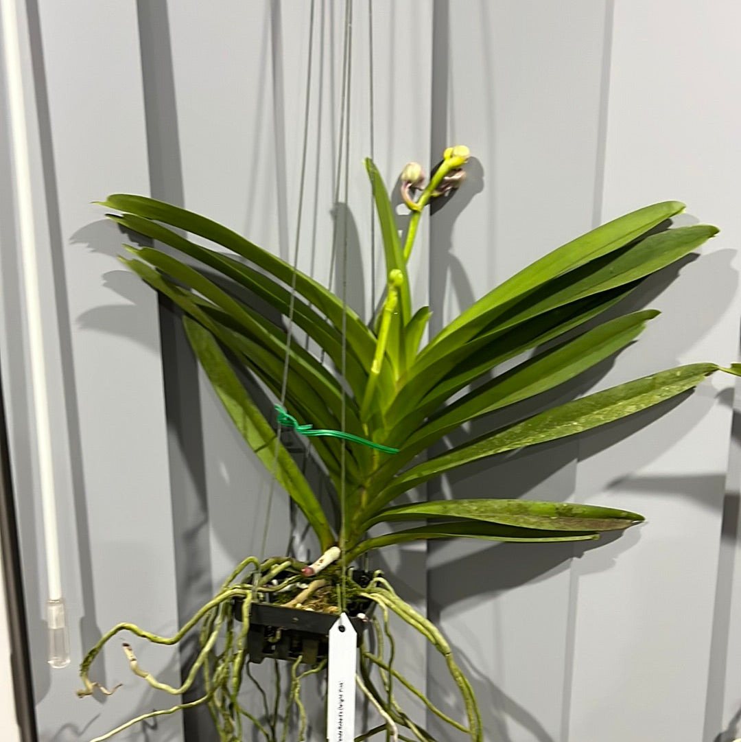 Vanda Robert's Delight 'Pink' - IN BUDS Secondary image