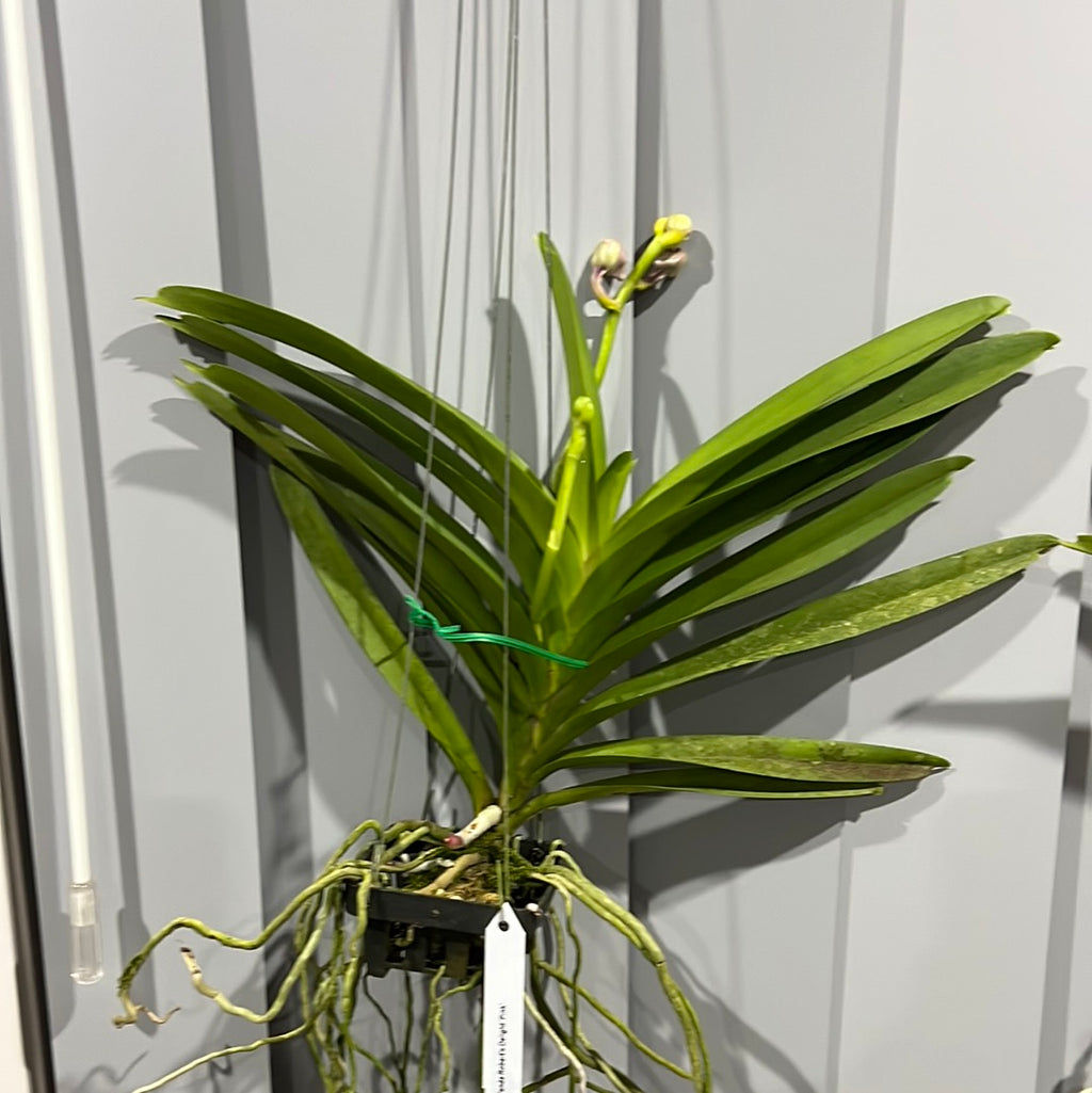 Vanda Robert's Delight 'Pink' - IN BUDS
