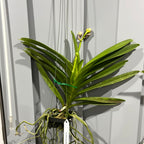 Vanda Robert's Delight 'Pink' - IN BUDS