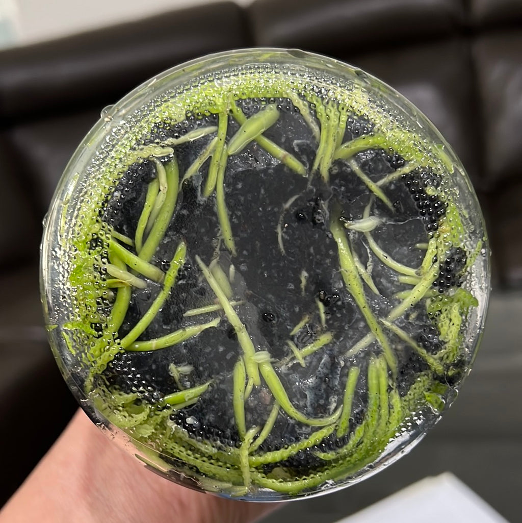 TOP - Brassavola cucullata