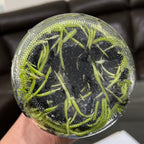 TOP - Brassavola cucullata