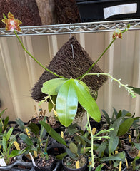 Phalaenopsis Ambonosa (Species from Indonesia)