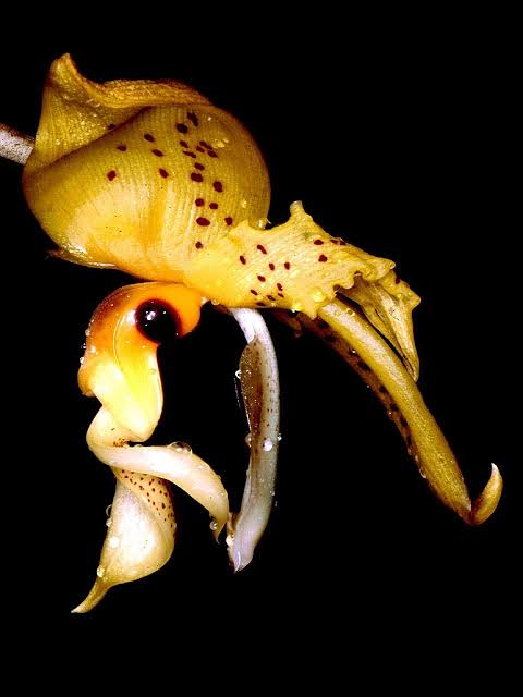 Stanhopea Wardii (Fragrant Species)