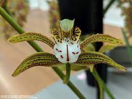 Cym. Erythraeum 'Paradise' X Cym. Death Wish 'Withering Glance' Secondary image