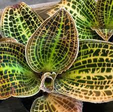 Jewel Orchid (Macodes Sanderiana) Rare Main image