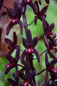 Cymbidium Aussie Midnight