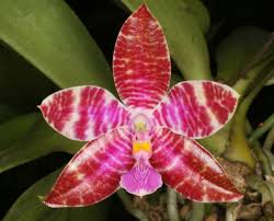 IN SPIKE NOW! Phalaenopsis lueddemanniana (Species)