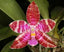 IN SPIKE NOW! Phalaenopsis lueddemanniana (Species)