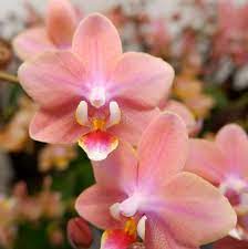 PACK OF 3 MOTTLED PHALAENOPSIS HYBRIDS Secondary image