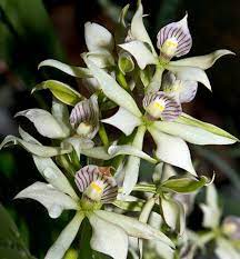 Anacheilium fragrans (Encyclia Fragrans) In Flower  Sheath
