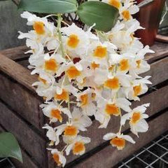 (In Buds now) Dendrobium Farmeri (Alba) X Griffithianum
