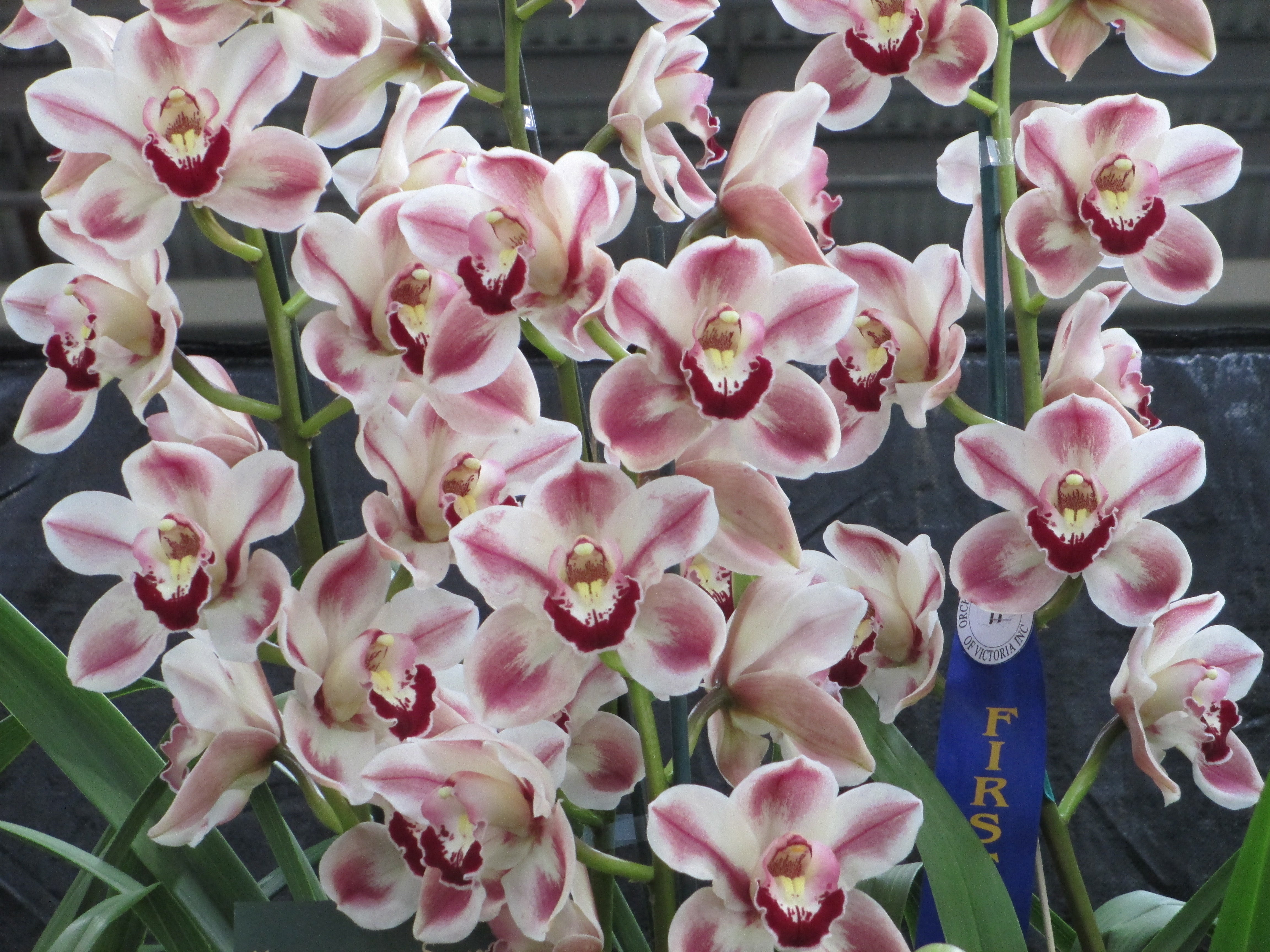 Cymbidium Kimberley Splash 'Tee Pee' x Cym. (Australian Trinity Wall x Tracey x Tracey Reddaway) Main image