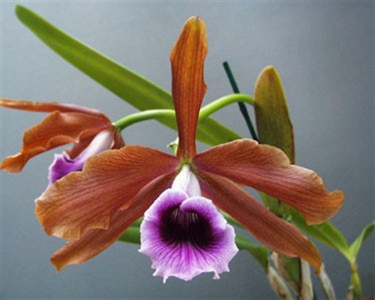 Laelia tenebrosa (Species)
