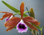 Laelia tenebrosa (Species)