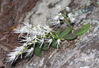 Dendrobium Linguiforme (Thumbnail Orchid)
