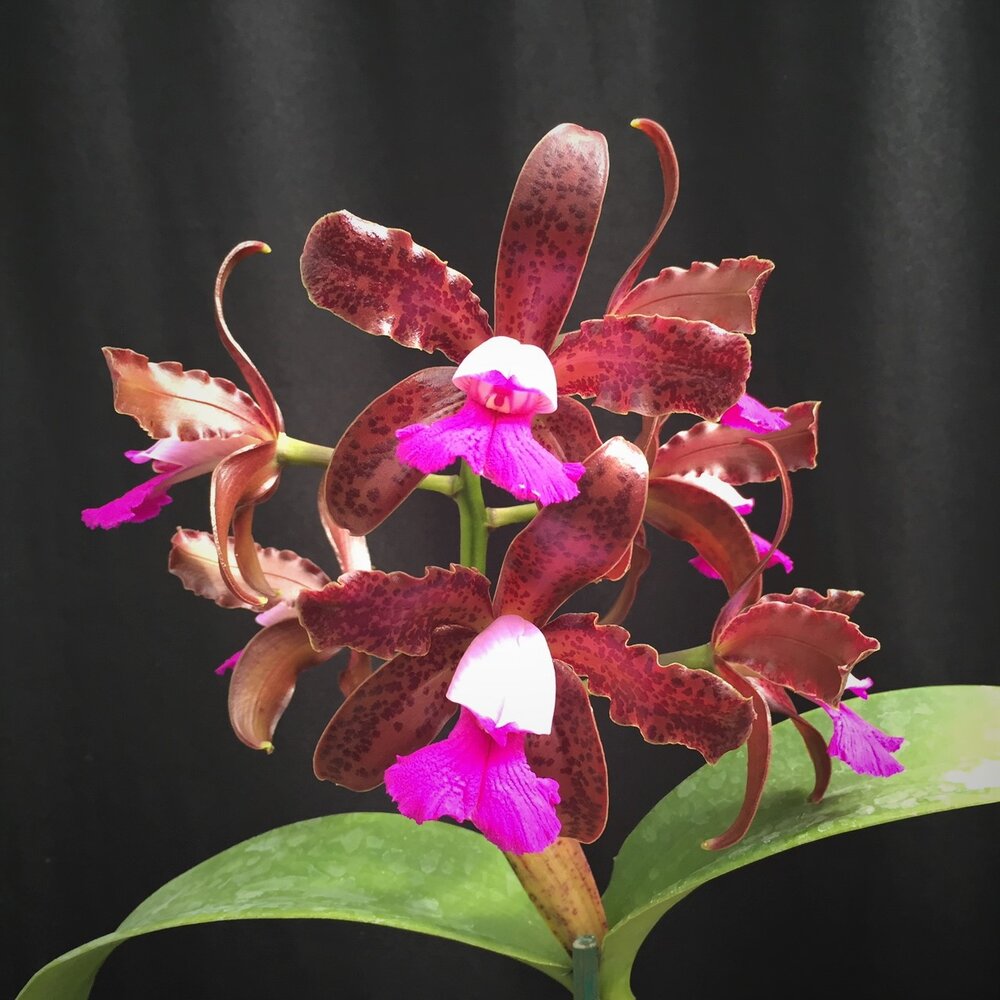 TOP Flask - Cattleya leopoldii Main image