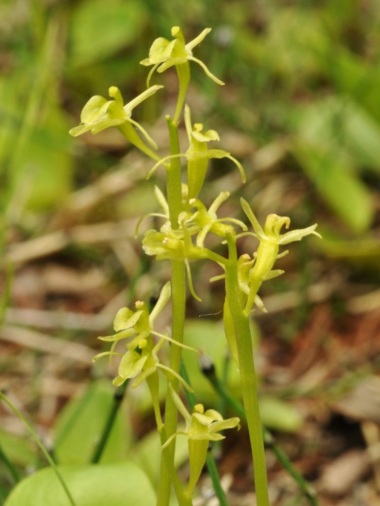 Liparis loeselii Main image