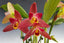 Lyc. Angulocaste Red Jewel 'Sweet' Baby x Lyc. Firebird x Lyc. Geyser Gold