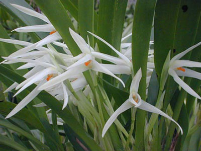 Maxillaria Splendens (Species From Peru)