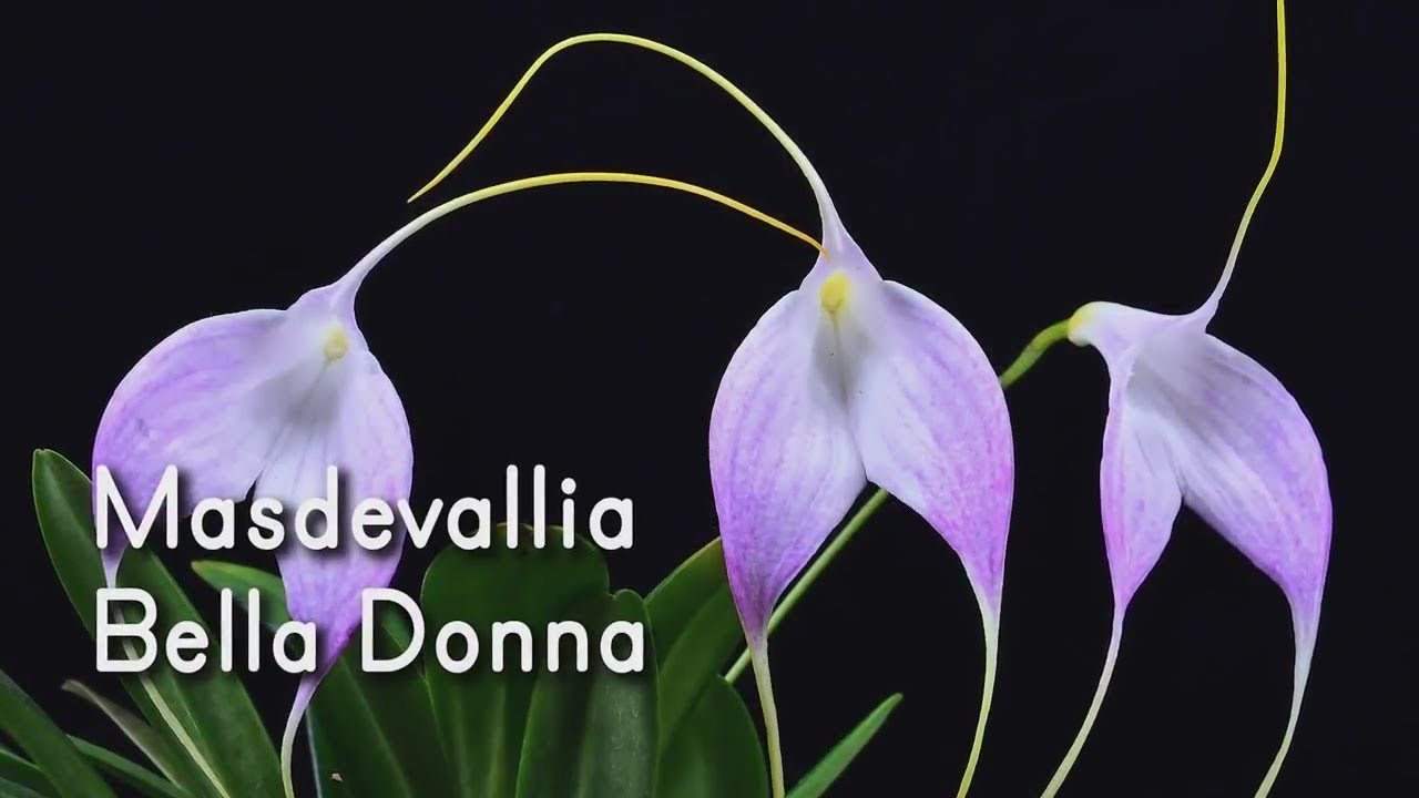 Masdevallia Rein Wine x Bella Donna