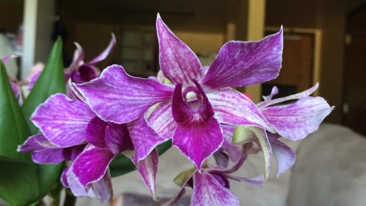 (Flowering Now)Dendrobium Fire Wings (Den. Big Alex × Den. Silver Wings) VERY RARE VARIETY