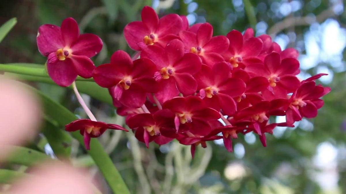 Ascocenda Laksi 'Red' x Vandachostylis Thailand (FLOWERING SIZE)