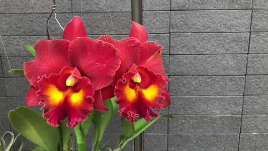 Rhyncholaeliocattleya Siam Red (Fragrant)