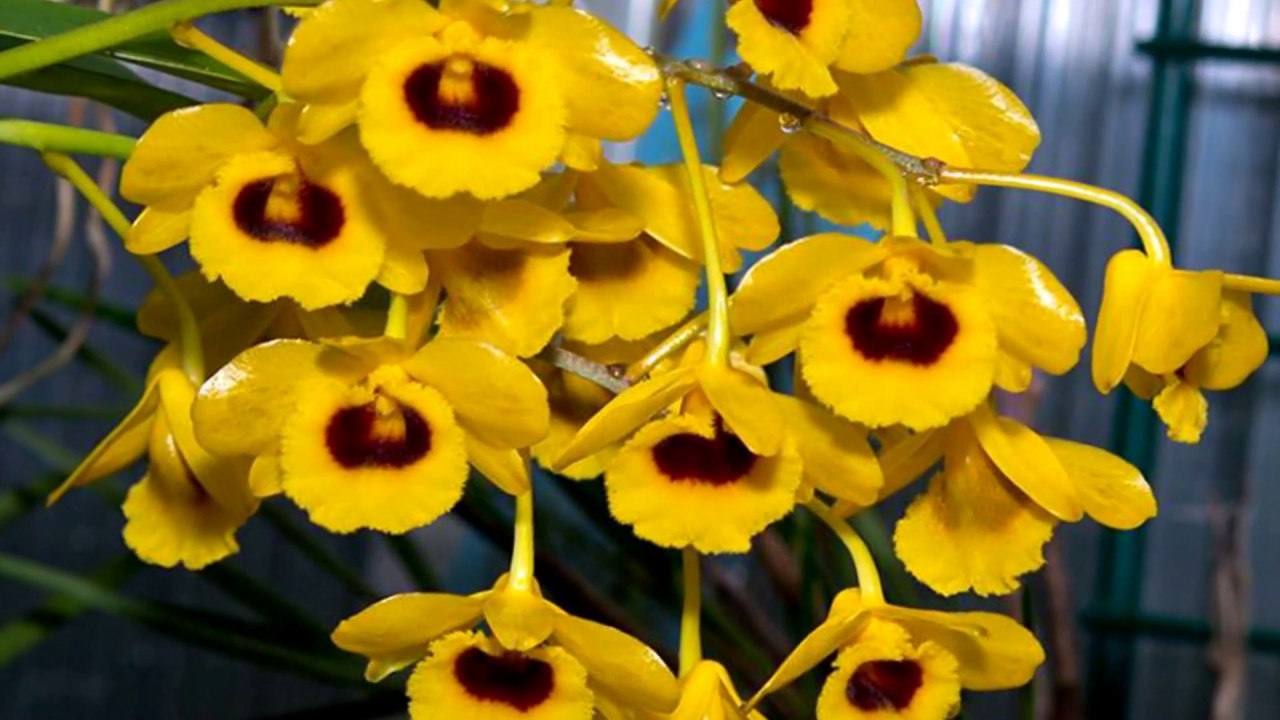 Dendrobium chrysotoxum var. suavissimum Main image