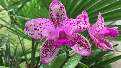 Orchid Flask (Spotted Cattleya-  (C. Jungle Queen X C. Caudebec)