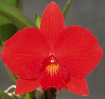 Cattleya Miniature Variety ( Red ) Main image