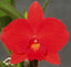 Cattleya Miniature Variety ( Red )