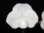 Paph. niveum x Paph. St Swithin